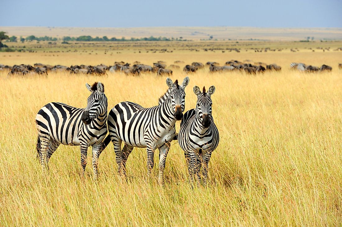 Zebras are found in many protected parks across Africa. 