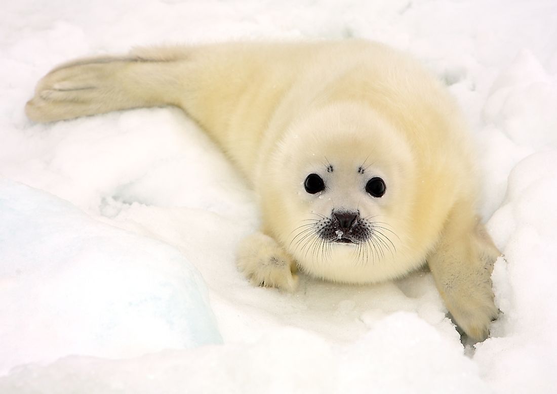 Young harp seals, such as this one on a frozen expanse of the White Sea, are much lighter in color than their adult counterparts.
