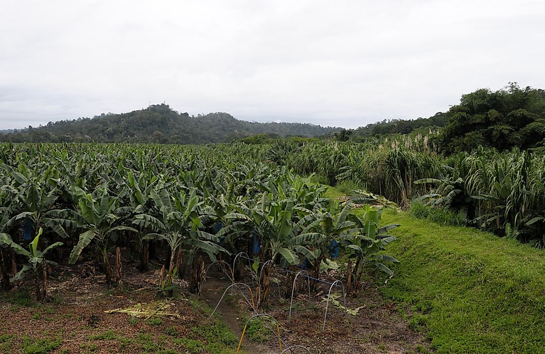 A banana plantation in Costa Rica. 