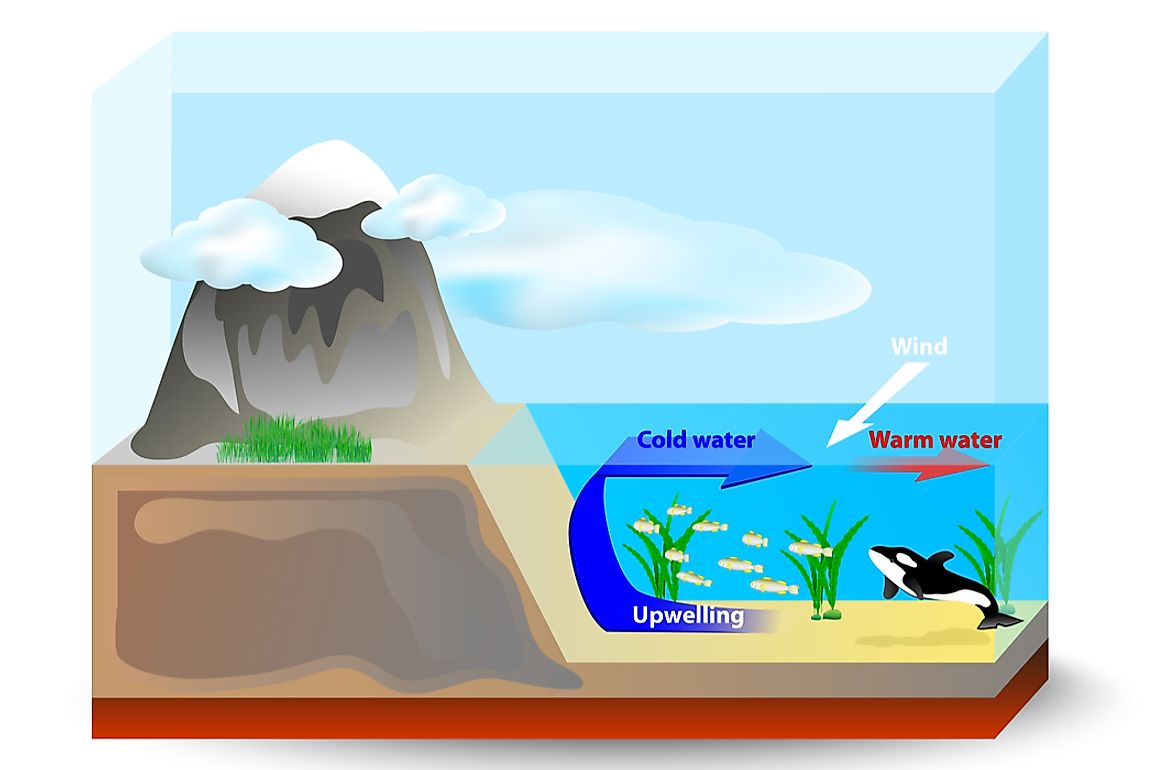 Upwelling drives cooler, denser water from the lower surface of the ocean to the upper surface. 