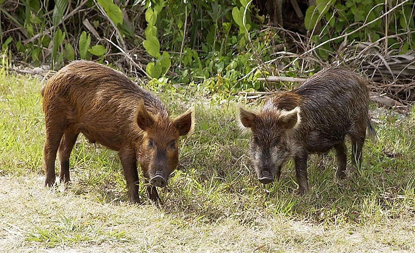 Wild pig (Sus scrofa) stop near the Kennedy Space Center Press Site in the Launch Complex 39 Area on their daily foraging rounds. Image credit: NASA or National Aeronautics and Space Administration / Public domain