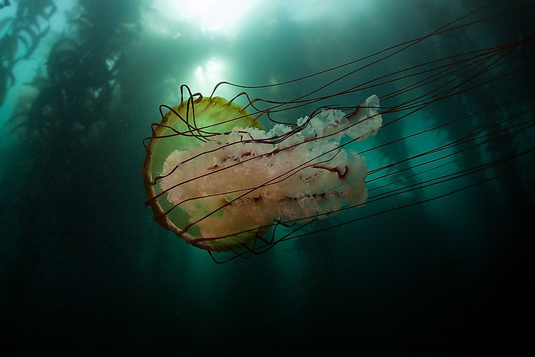 The bell of the Lion's Mane jellyfish can grow to be over 6 feet in diameter. 