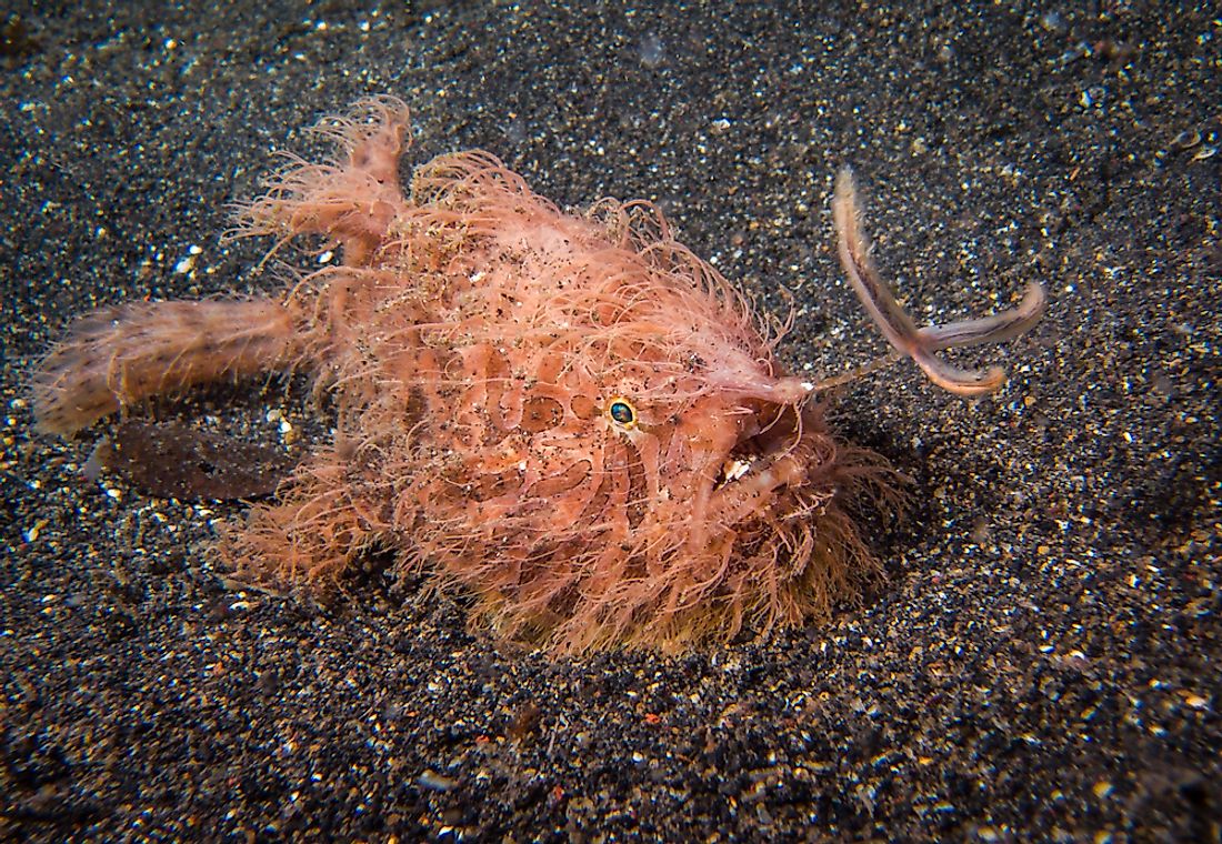 The striated frogfish is covered in what resembles hairs, thus its nickname, the hairy frogfish. 