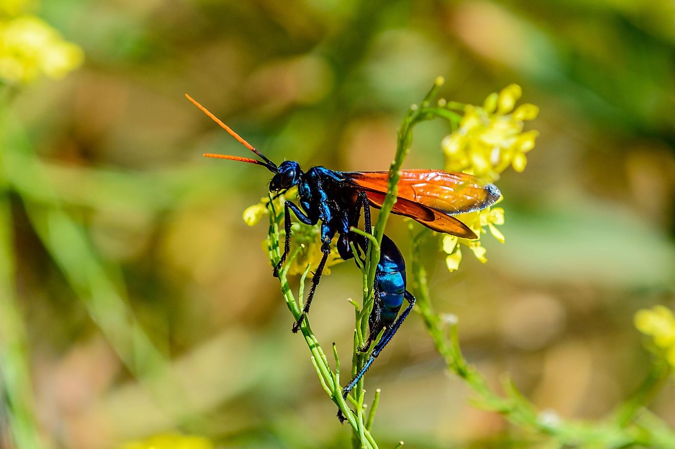 The bodies of these wasps can grow up to 2 inches in size, and they are also known for having beautiful, brightly colored wings.