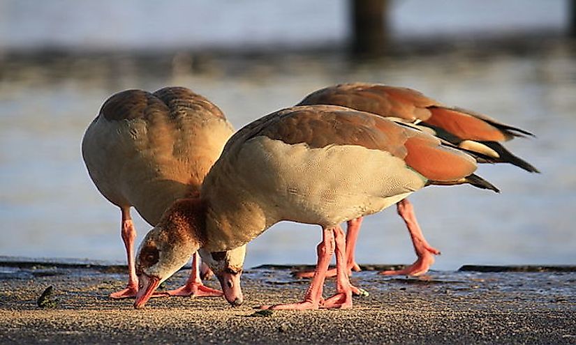 Three adult Egyptian geese in a zoo in Switzerland.