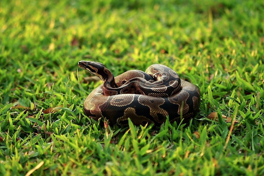 A ball python sitting in the grass.
