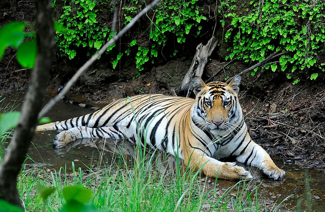 A tiger cooling off along a stream in the lush forests of the Panna Tiger Reserve, Madhya Pradesh. Photo credit: Dr. Anish Andheria