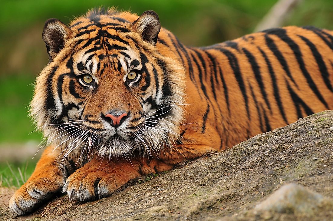 The Sumatran tiger is one of the smallest tiger subspecies.