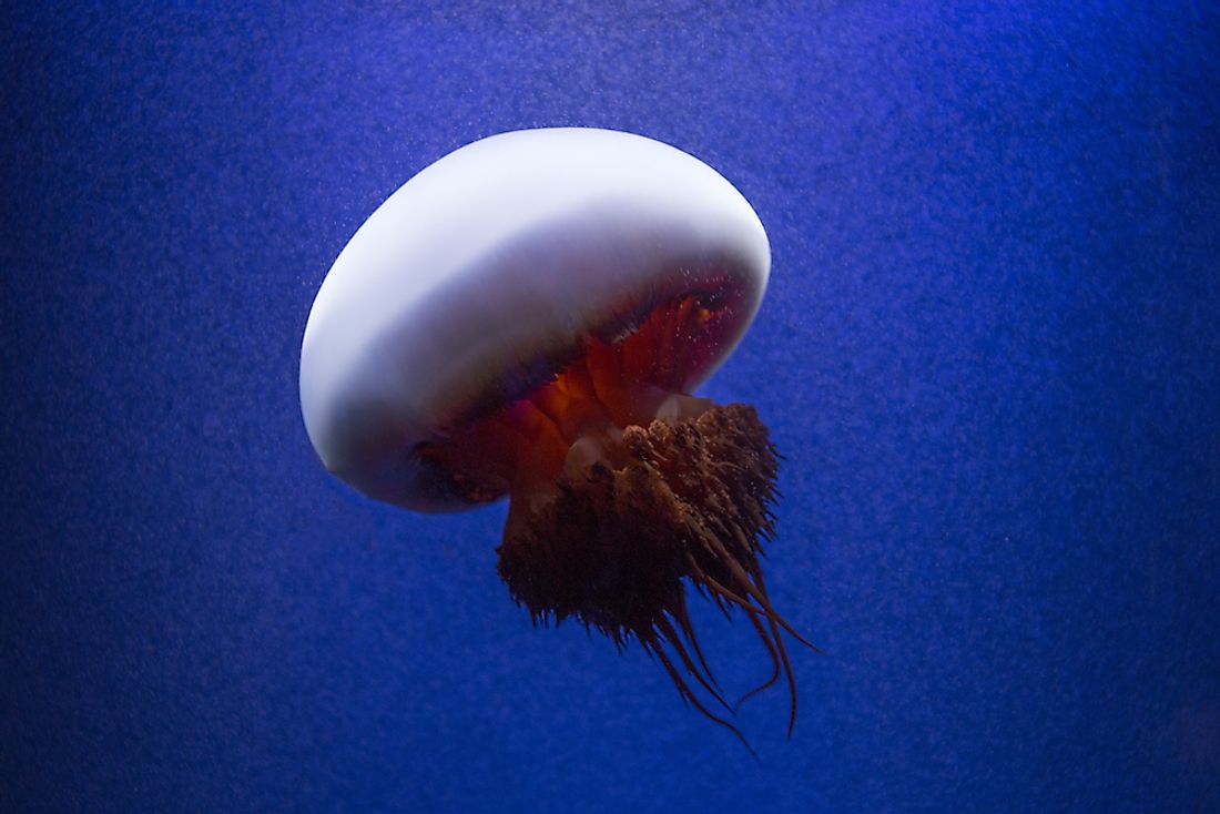 Edible Jellyfish.