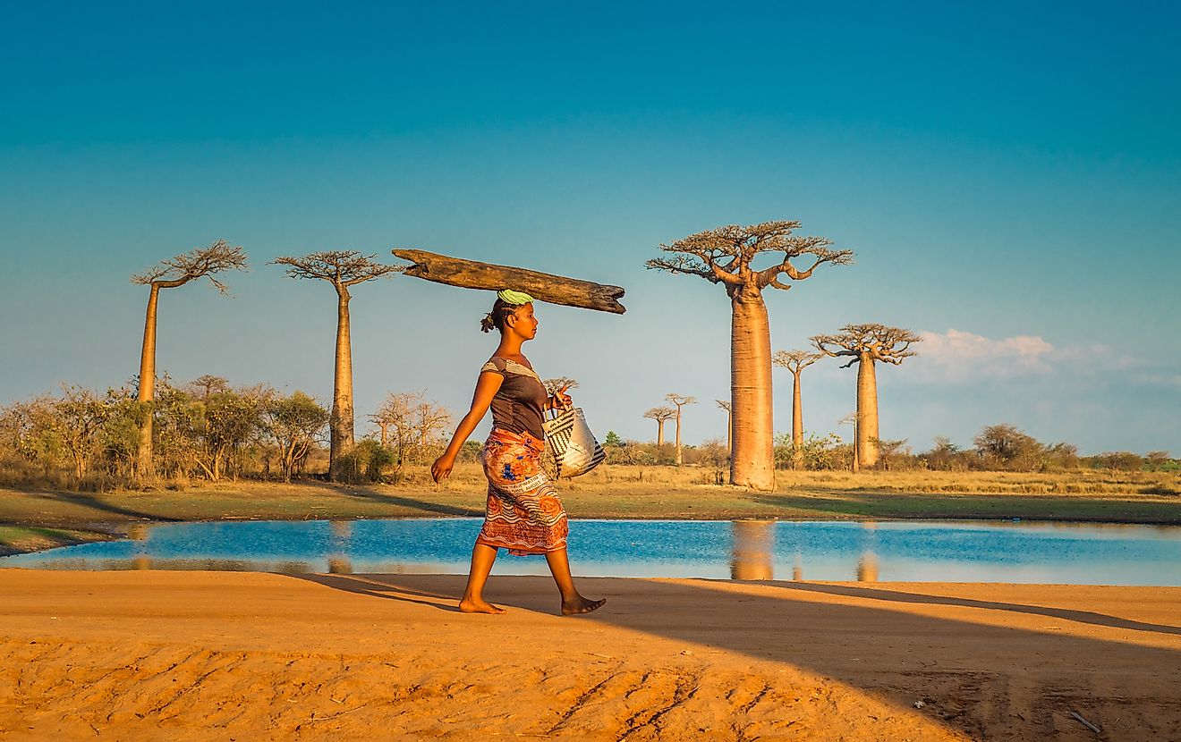 Woman carrying log on the head, Avenue of the Baobabs, Madagascar. Image credit:  javarman/Shutterstock.com
