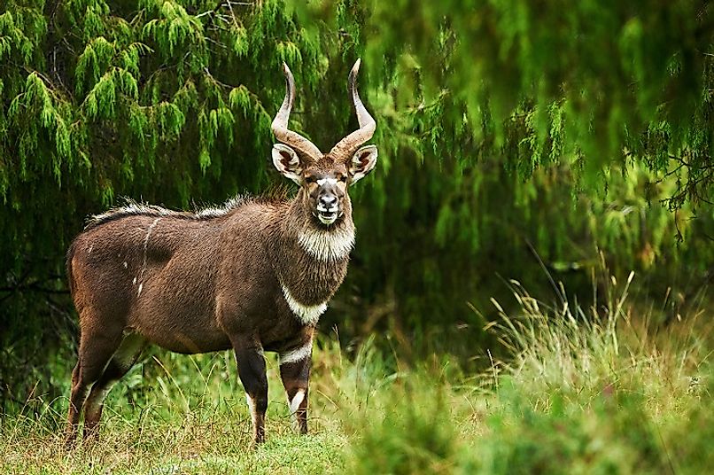 A male Mountain Nyala, or Balbok antelope, in Bale Mountains National Park in central Ethiopia.