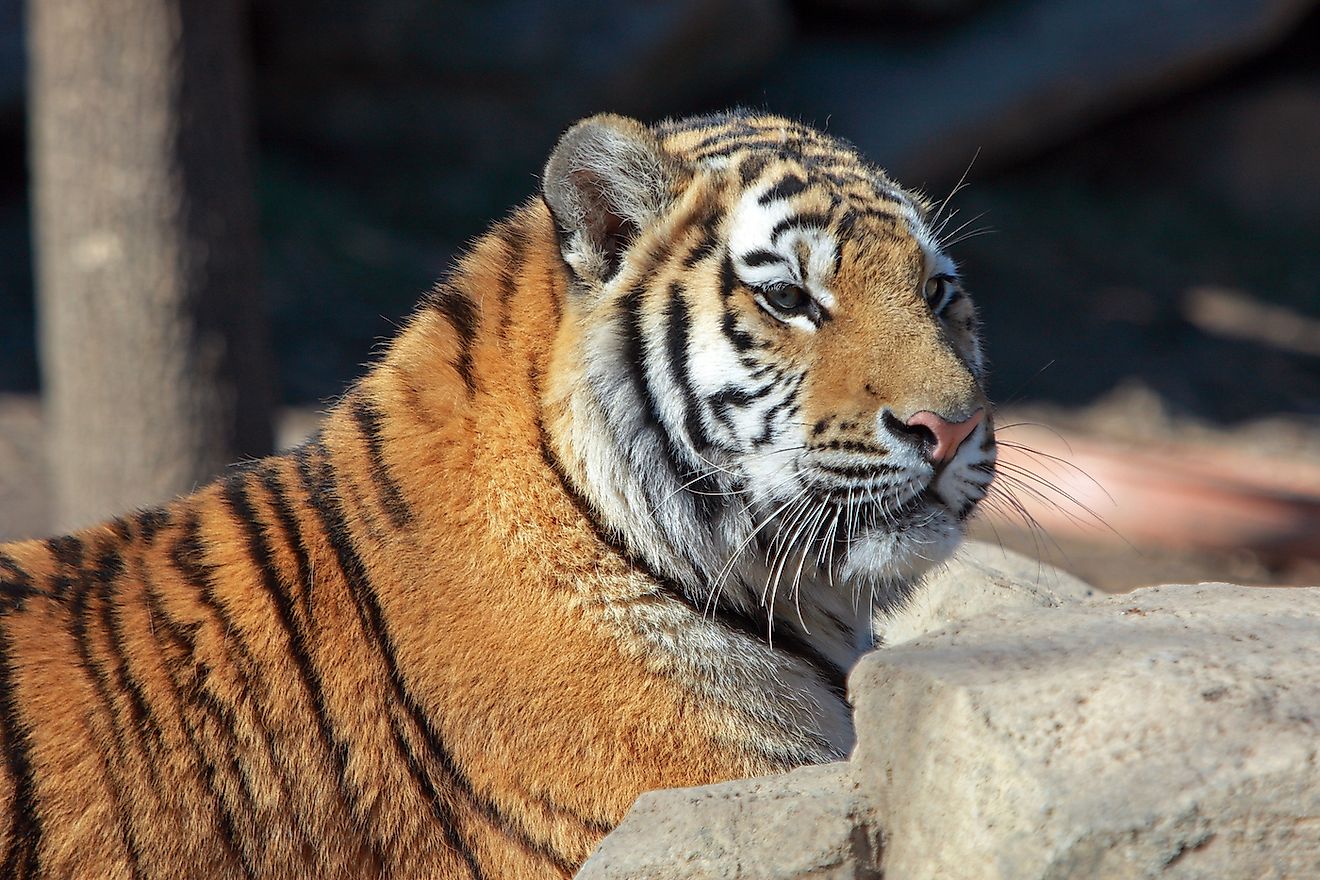 A tiger relaxes in the sun at the Philadelphia Zoo. Image credit: Wicker Imaging/Shutterstock.com