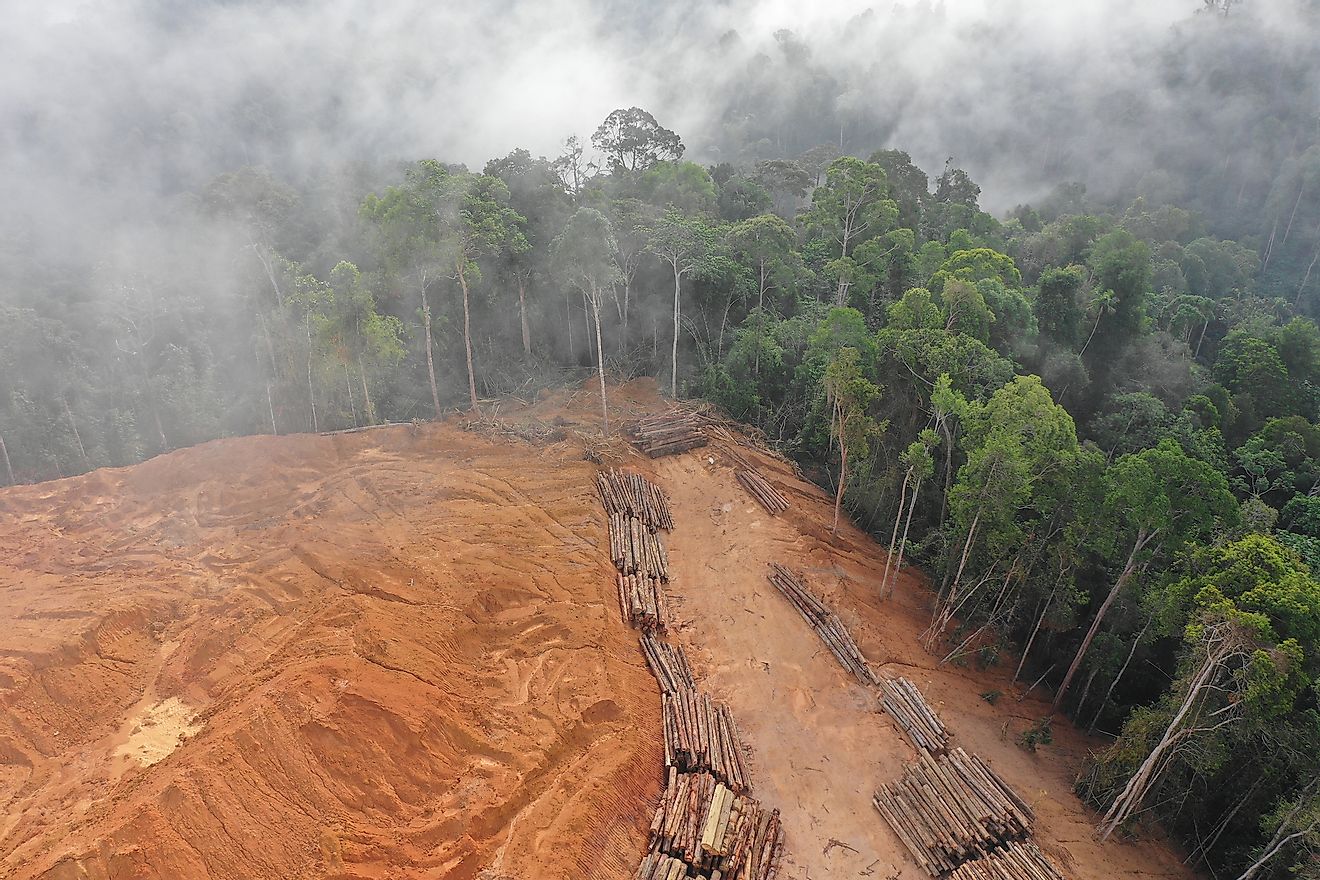 Deforestation in the rainforests of Malaysia.
