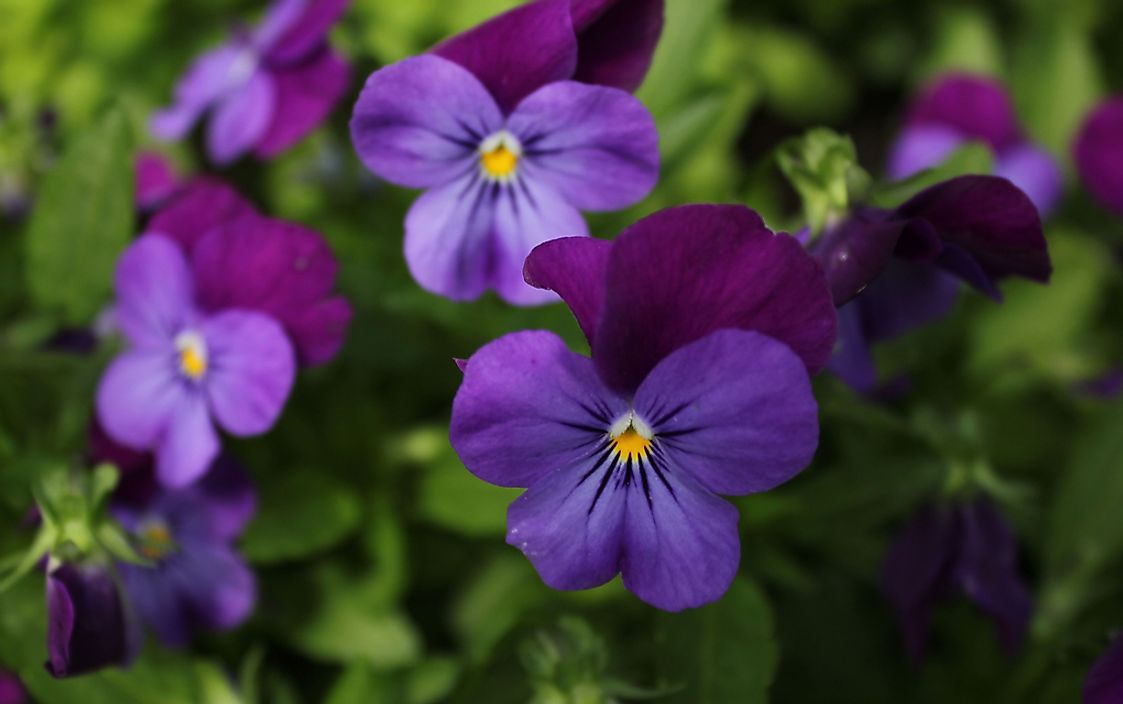 The purple violet, the official flower of New Brunswick. 