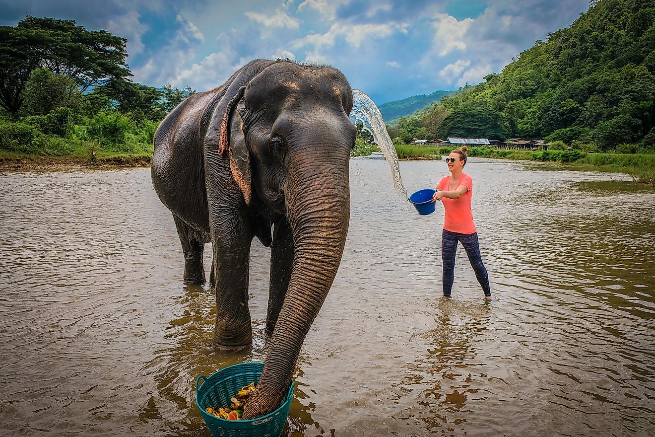 Elephant sanctuaries that allow you to feed and bathe elephants are ethical, but not ones that let you ride one. Image credit: Gregory Zamell/Shutterstock