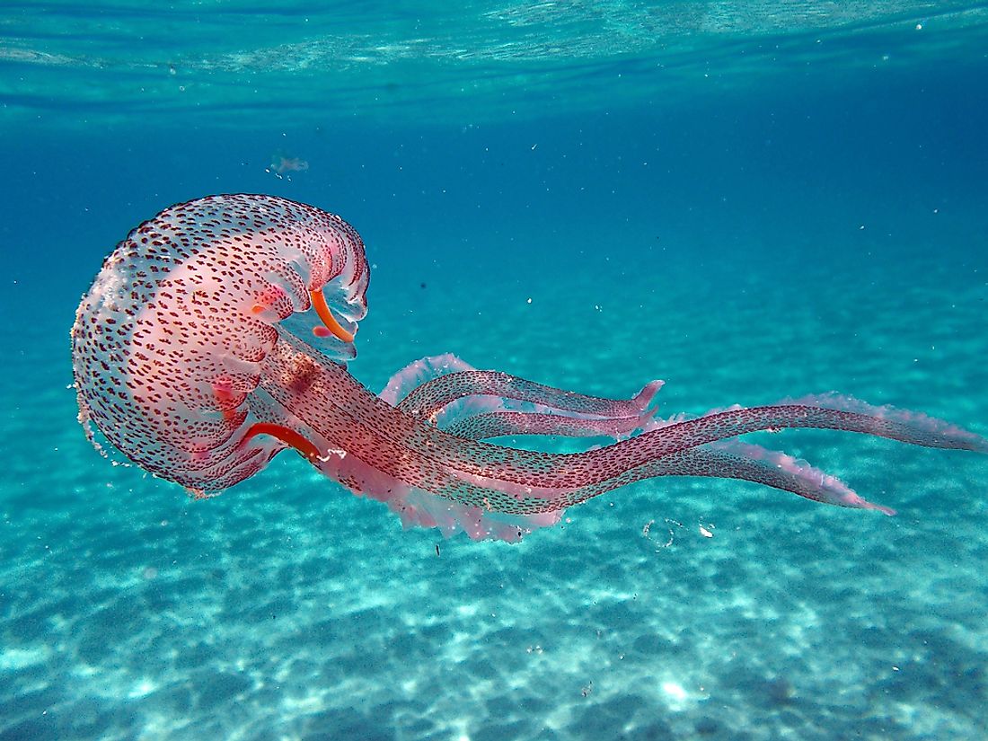 Pelagia noctiluca Jellyfish in the sea of Elba Island.