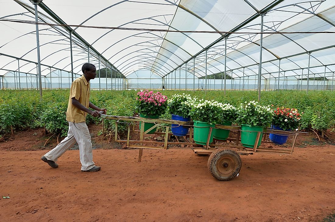 The flower industry is growing quickly in Zambia. Editorial credit: africa924 / Shutterstock.com.