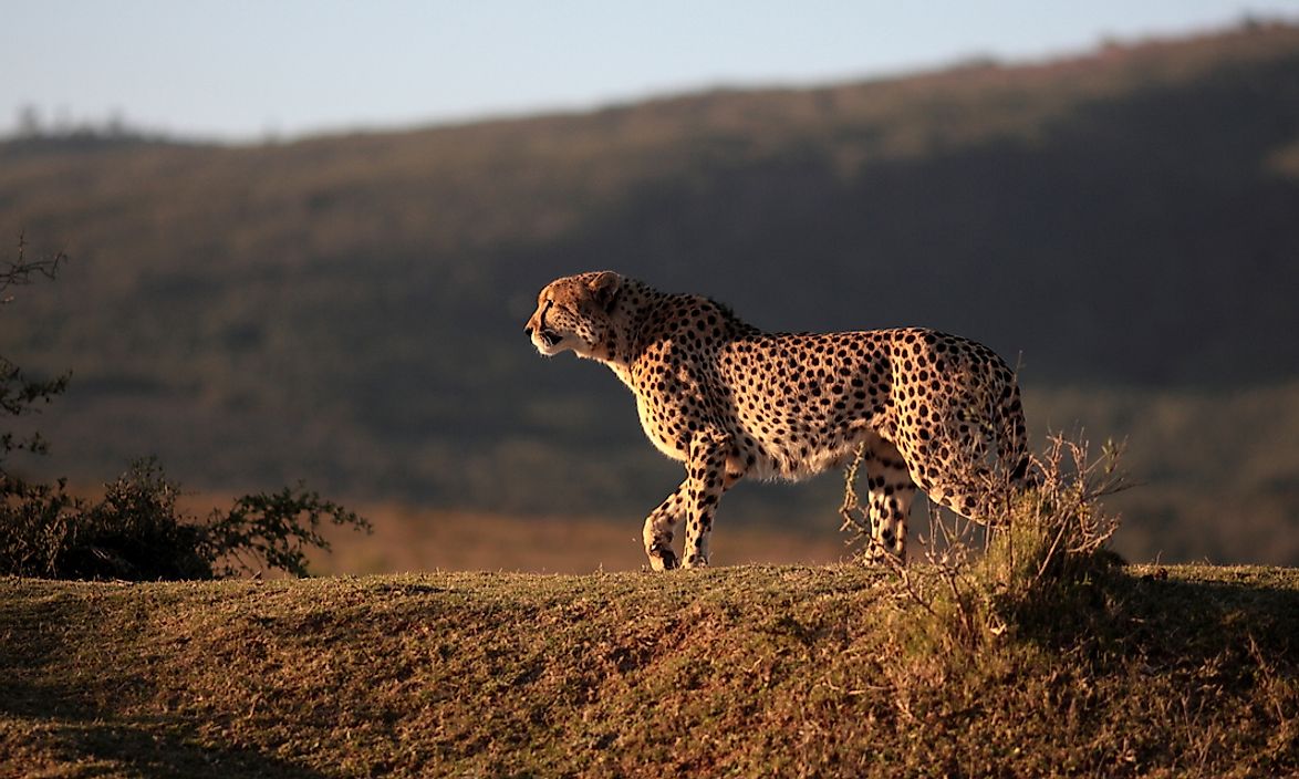 A cheetah on the African plain. 