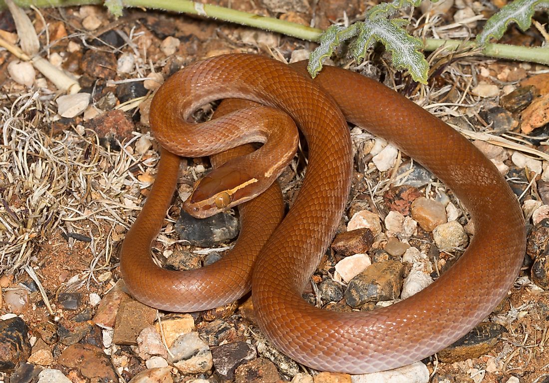 The Cape house snake can be found throughout Mozambique. 