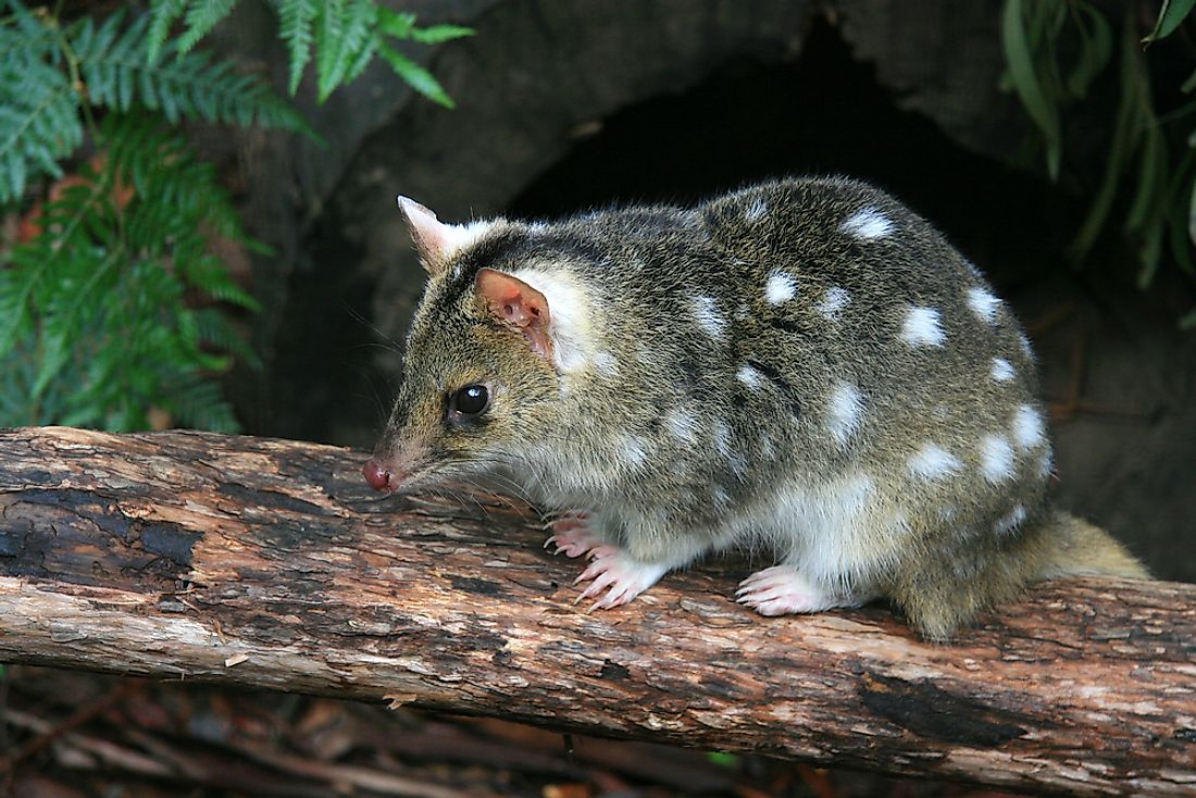 The eastern spotted quoll, thought to be extinct, was rediscovered in 2007. 
