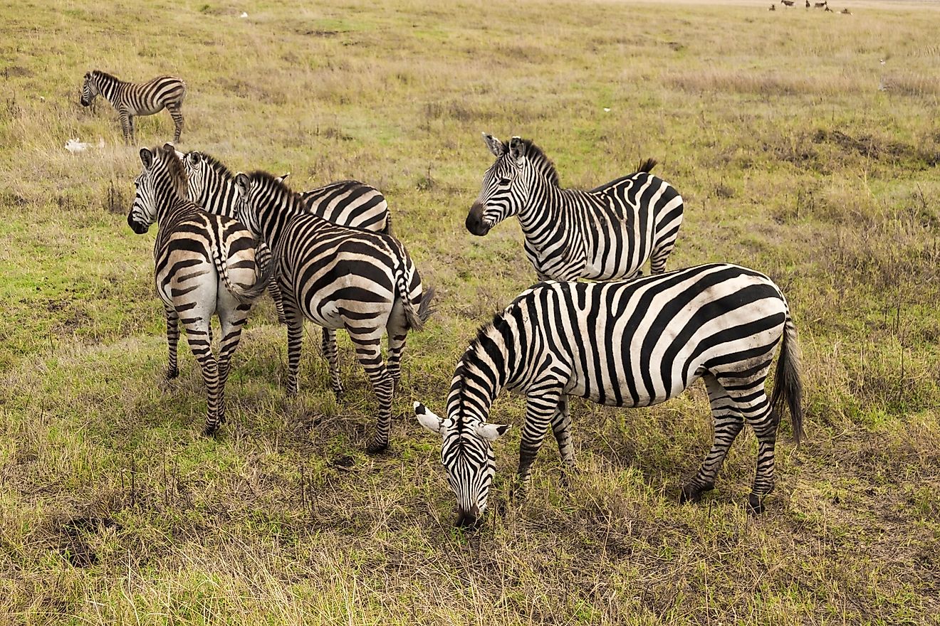 During the 19th century, colonists tried to domesticate zebras during their trips to Africa.