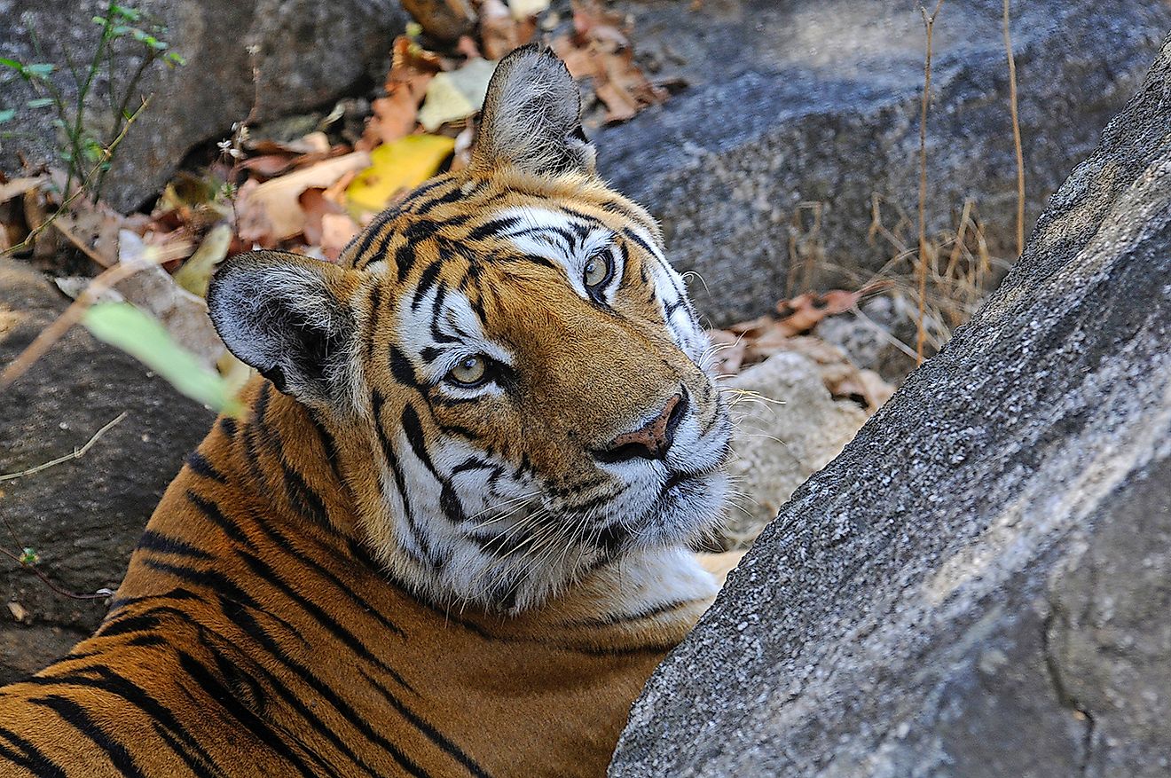 Spotlight on a gorgeous tigress. Image credit: Dr. Anish Andheria
