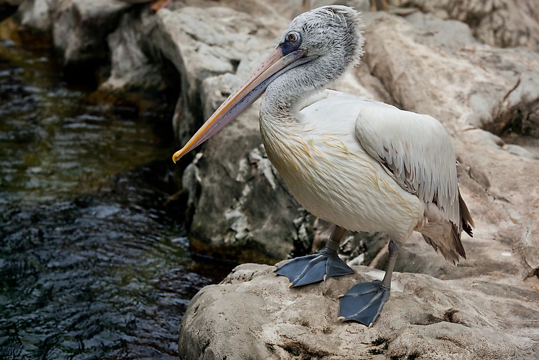 A spot-billed pelican. 