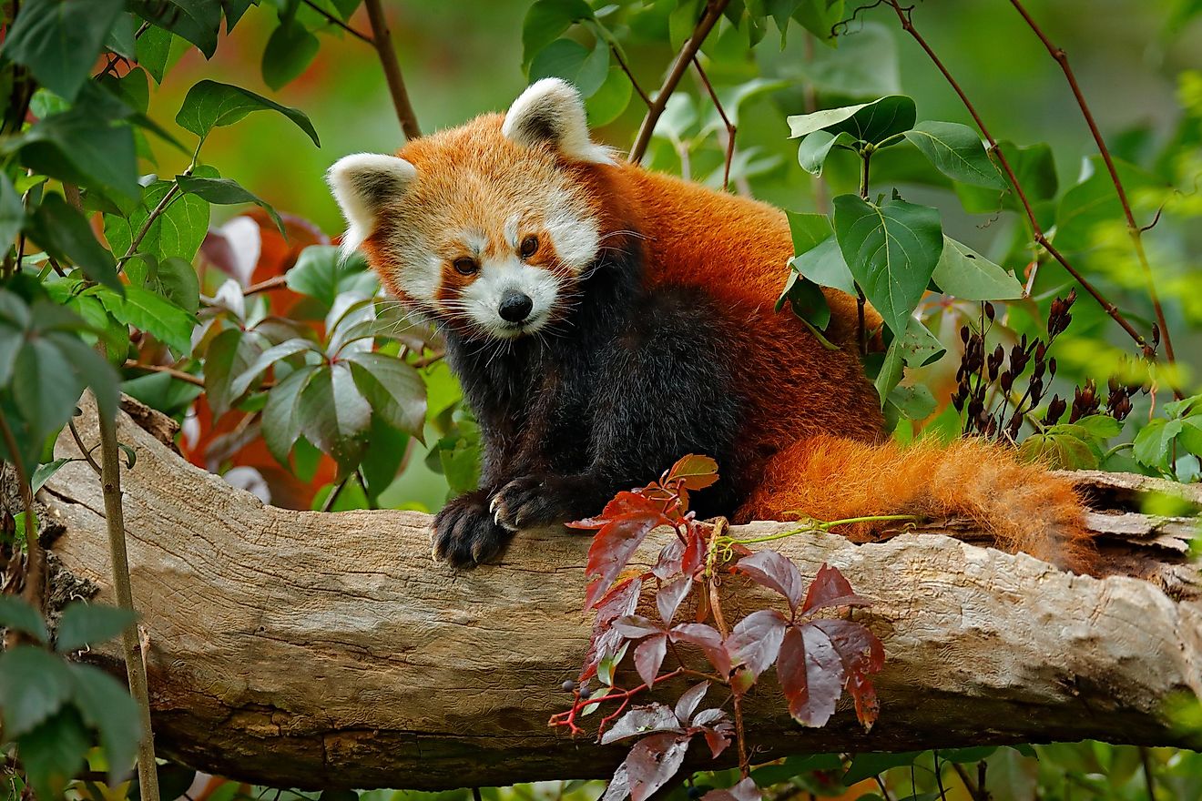 A red panda on a tree. Image credit: Ondrej Prosicky/Shutterstock.com