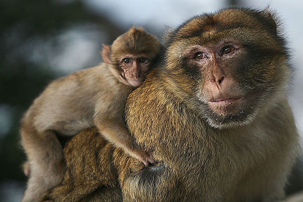 A barbary macaque with baby.
