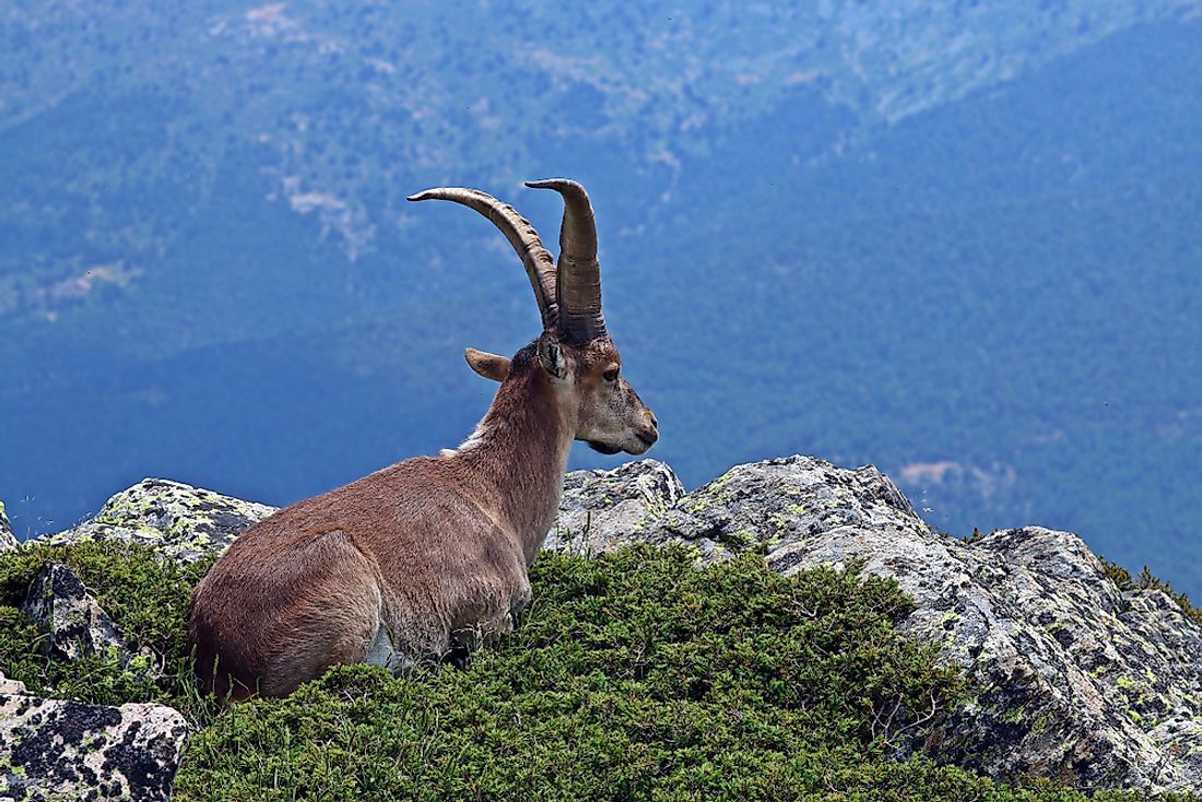 The Spanish ibex is found across the plains and the rocky mountains of both Spain and Portugal. 