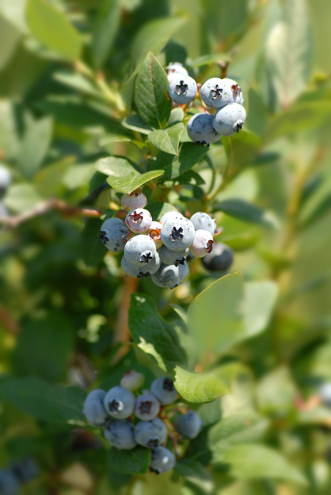 Bushes full of ripe blueberries on a farm in the US state of Michigan.
