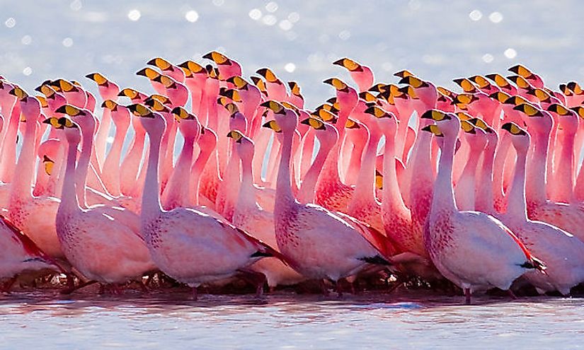 The mating ritual performed by James's flamingo, wading birds famous for their beauty.