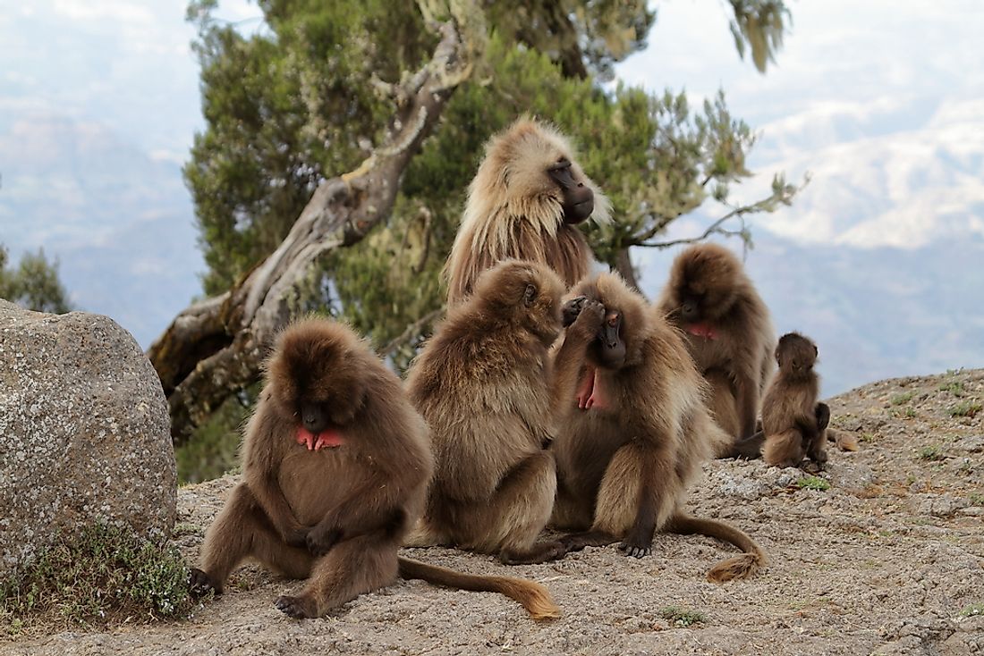 Baboons in the Simien Mountains of Ethiopia. 