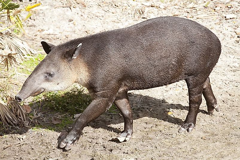 A Baird's Tapir, the National Animal of Belize.