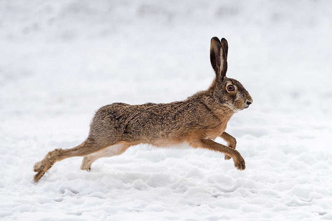 A hare running through a field. 