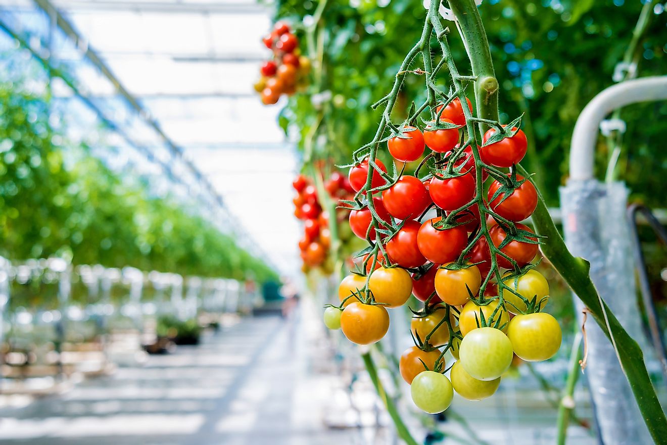 Tomatoes grown in a greenhouse. Image credit: Roman Zaiets/Shutterstock.com