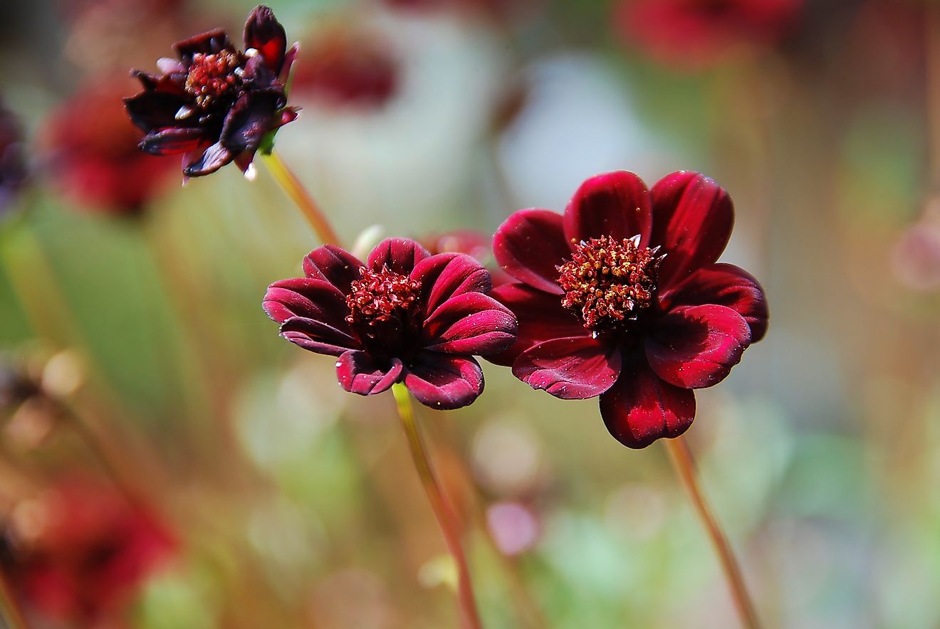Chocolate Cosmos is one of the rarest flowers in the world. Image credit: Petratrollgrafik/Shutterstock.com