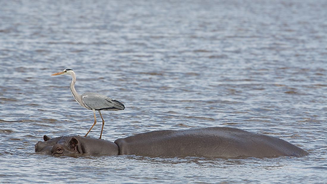 A heron and a hippo taking part in a symbiotic relationship. 