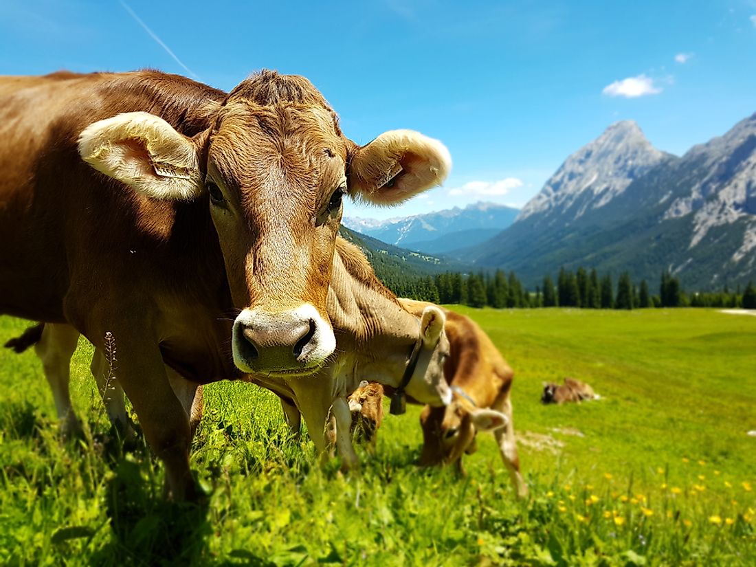 Cattle farming is an important economic activity in Austria.