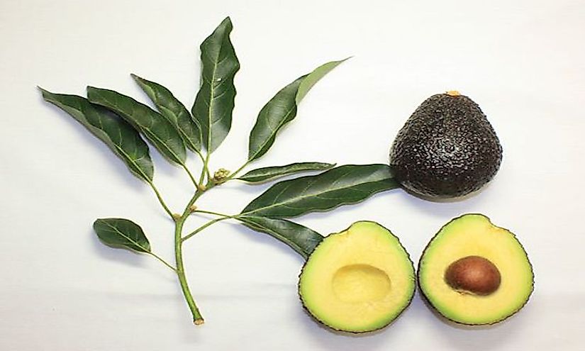 Branch and fruit of the Maluma avocado cultivar.