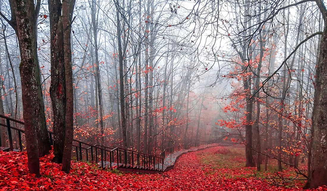 Reduced visibility on a path through the autumn forest due to mist.