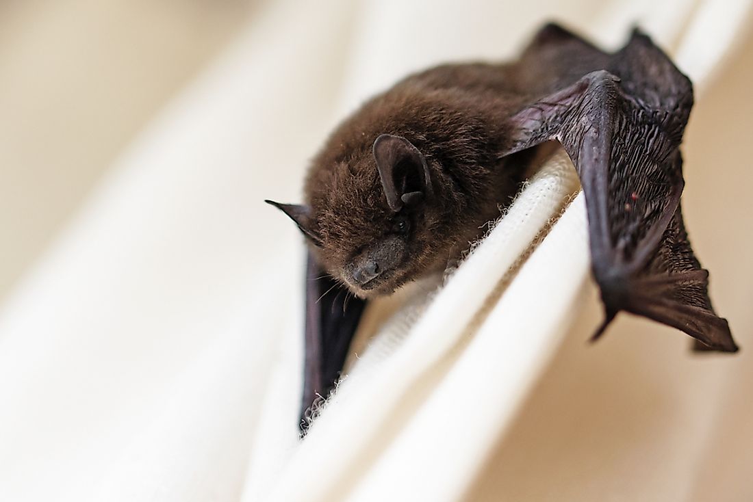 Bats are often noted for their amazing echolocation skills. 