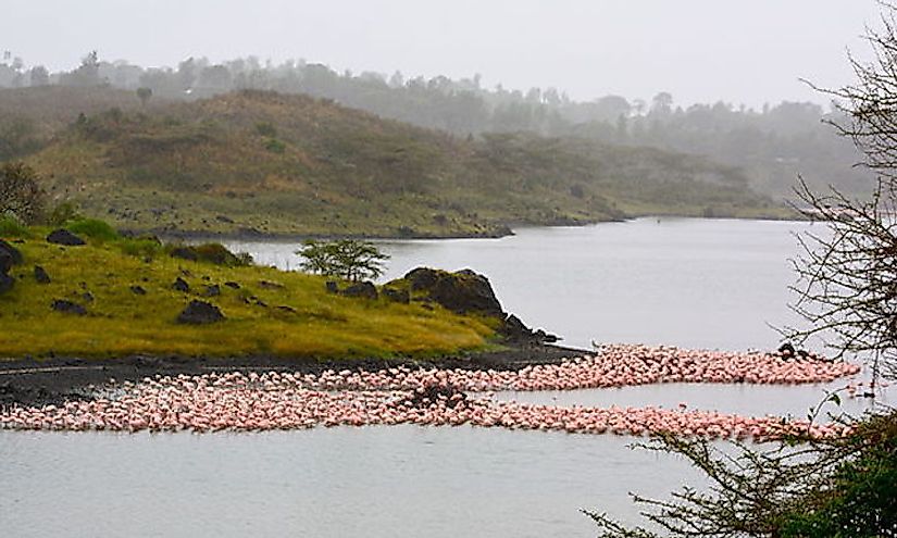 Flamingos at Arusha National Park 