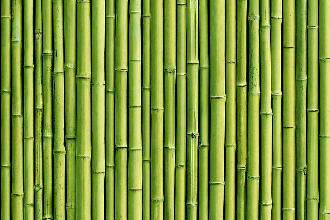 Bamboo has a number of uses. 