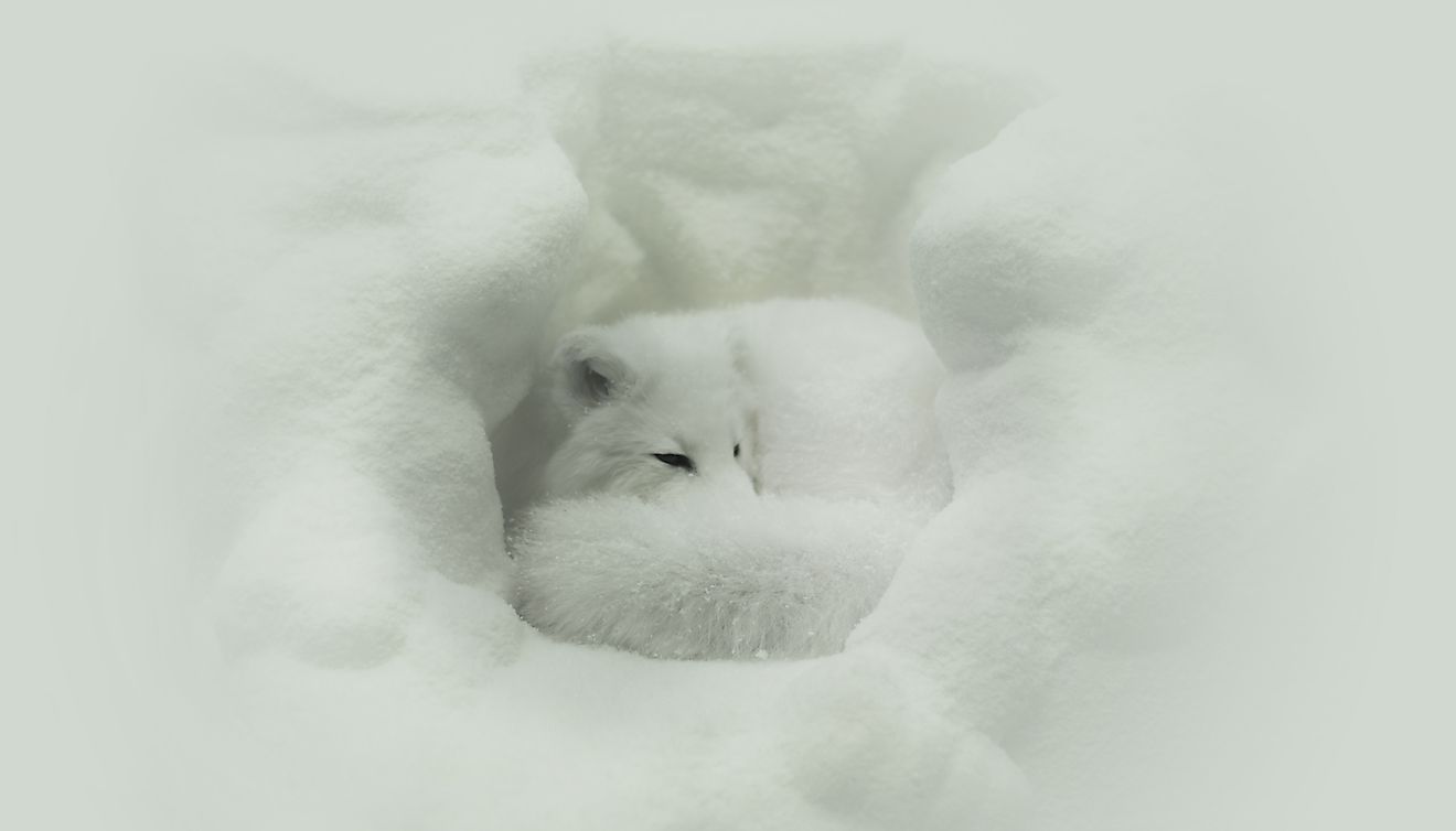 The white winter coat of the Arctic Fox allows it to easily blend in to the snow-covered landscapes that surround it.