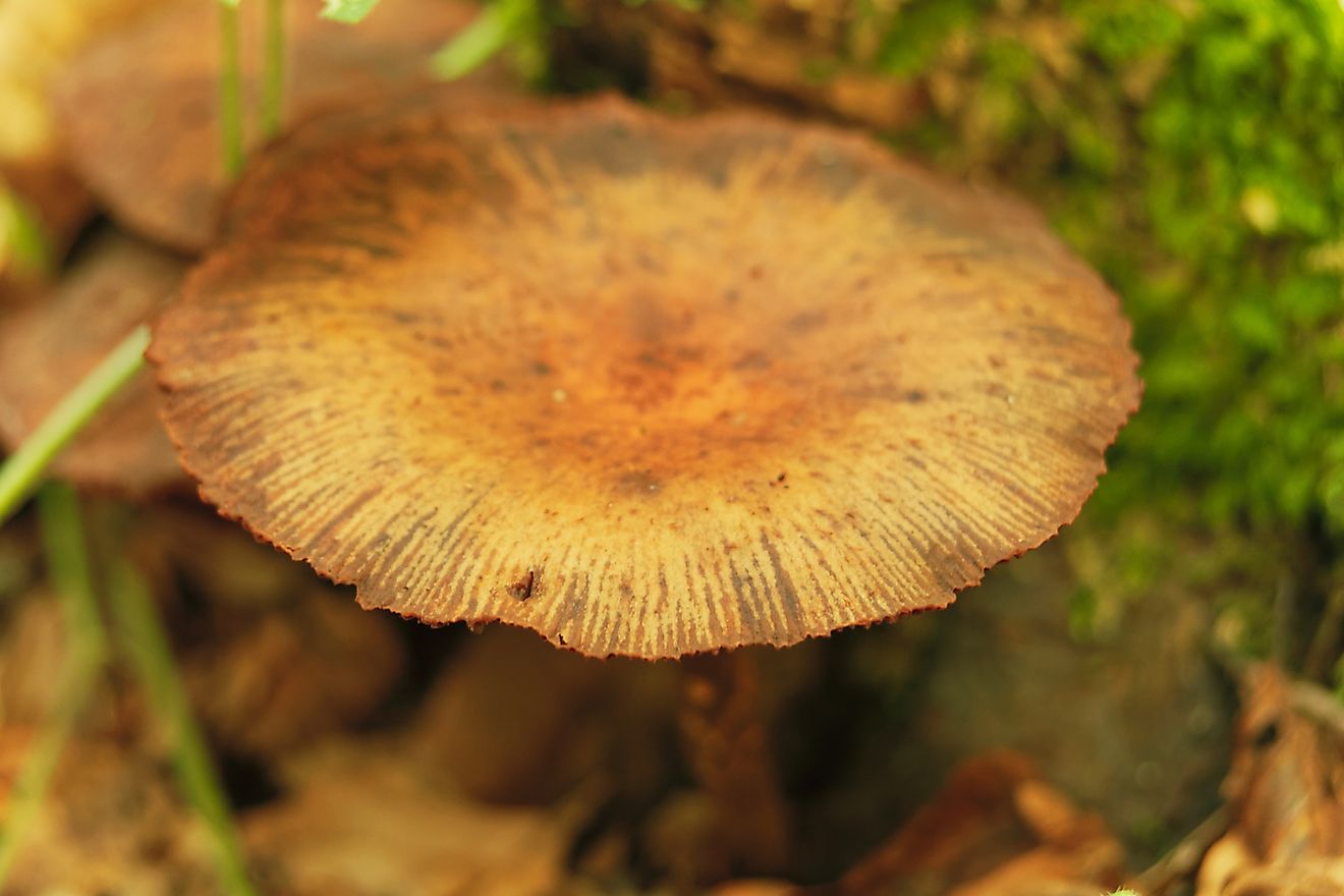 Wild mushroom Conocybe Filaris - Fool's Conecap in the wild at Polonezkoy in Istanbul. Image credit:  Melih Evren/Shutterstock.com