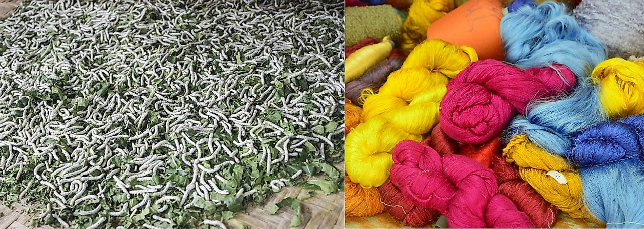 LEFT: Silkworm larvae dine on mulberry leaves. RIGHT: Silk thread that has been spun from their cocoons.