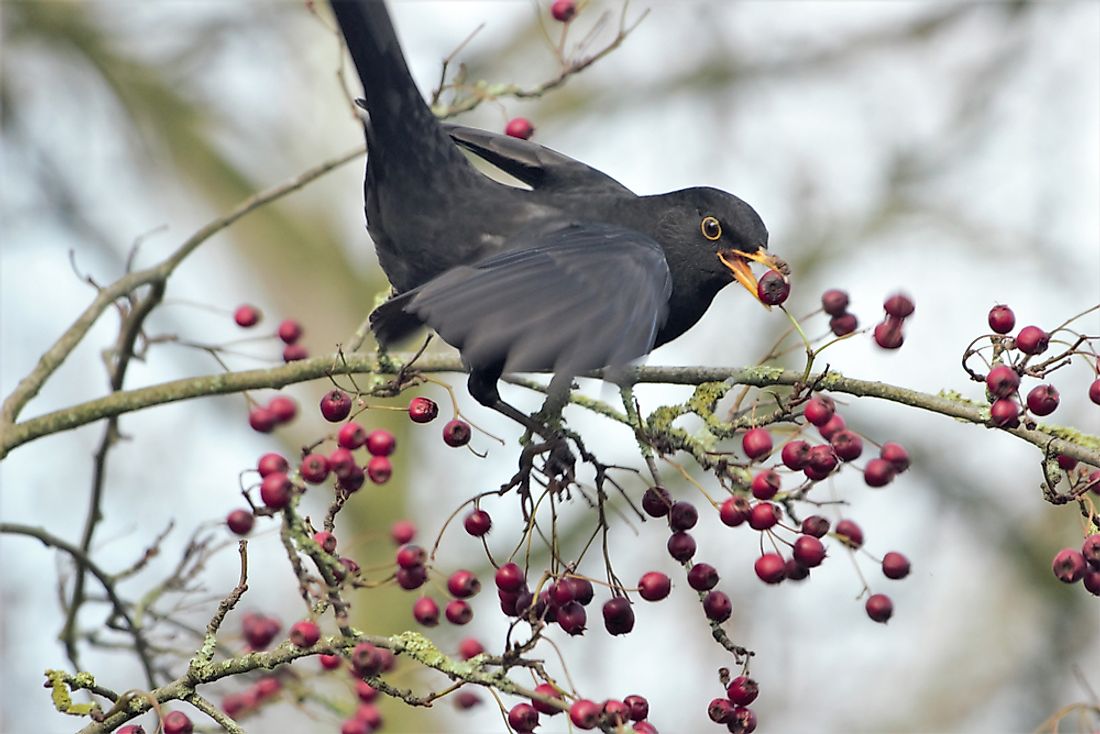A Common Blackbird (Turdus merula) retrieving a berry from a tree.