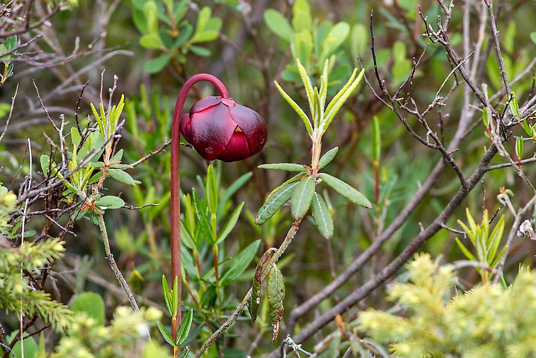 The official flower of Newfoundland and Labrador, purple pitcher plant. 
