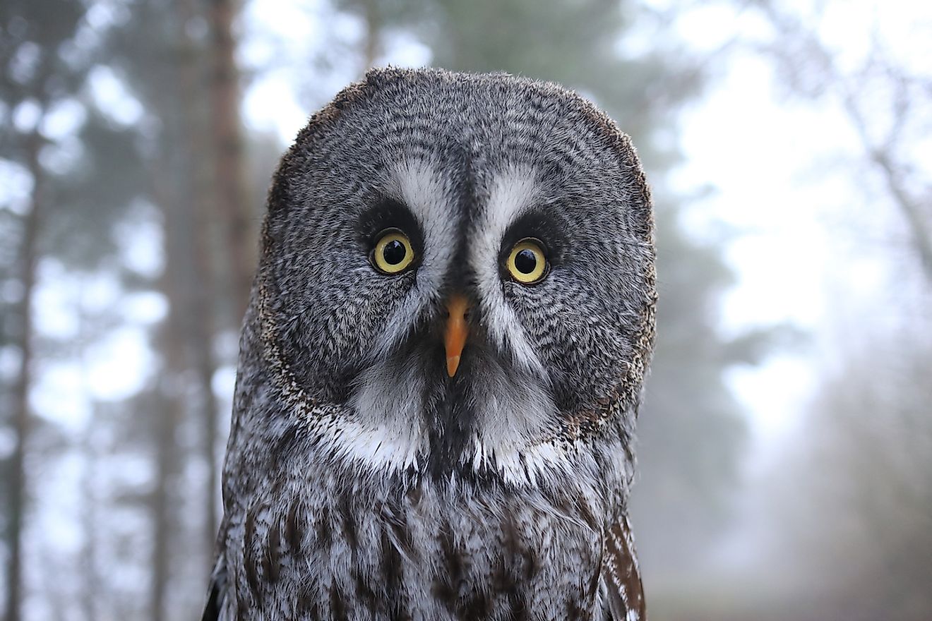 A great gray owl. Image credit: Holger Kirk/Shutterstock.com